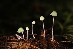 Mycena perlae