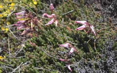 Erica irrorata