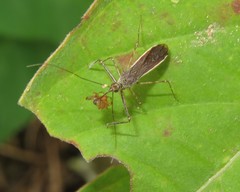 Repipta