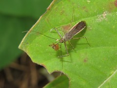 Repipta