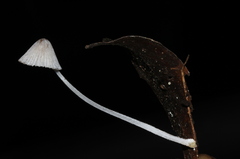 Mycena perlae