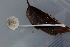 Mycena perlae