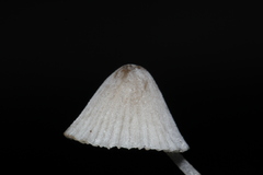 Mycena perlae