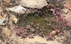 Erica irrorata