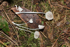 Mycena perlae