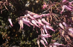 Erica irrorata