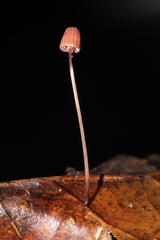 Mycena luxfoliicola