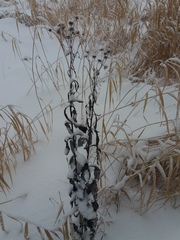 Jacobaea paludosa lanata