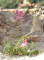 Antirrhinum tortuosum