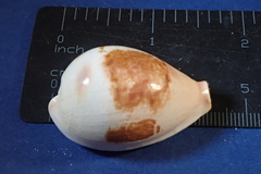 Erronea subviridis