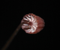 Mycena luxfoliicola