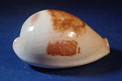 Erronea subviridis