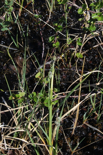 Circumpolar Sedge (Carex adelostoma)