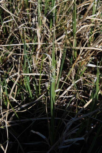 Image of Carex adelostoma by (c) Dmitriy Bochkov, some rights reserved (CC BY)