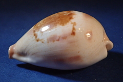 Erronea subviridis