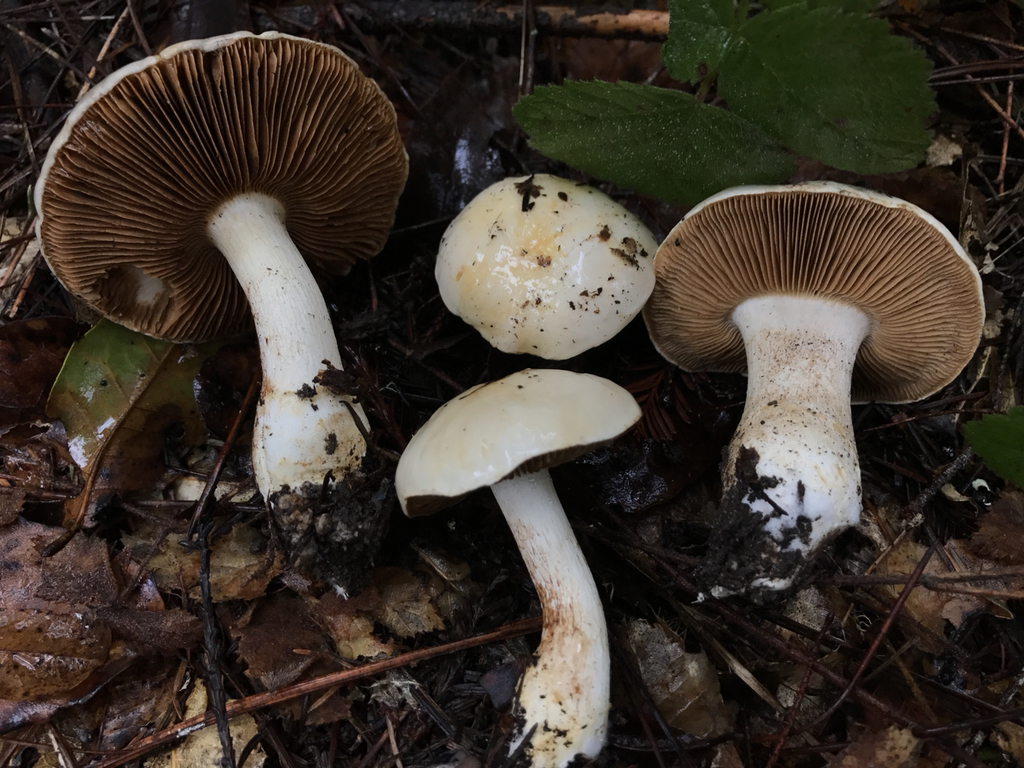 Pale Fragrant Cort