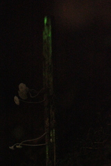 Mycena guzmanii