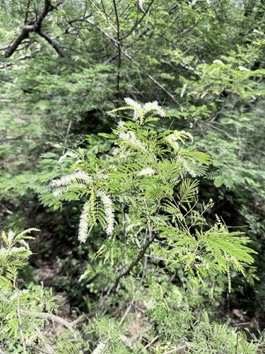 Mimosa arenosa
