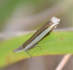 Crambus quinquareatus