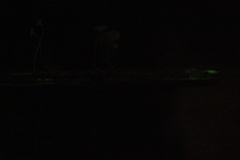 Mycena guzmanii