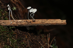 Mycena guzmanii