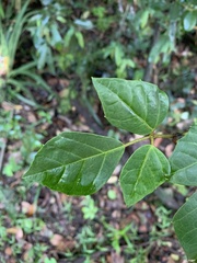 Rhoicissus rhomboidea