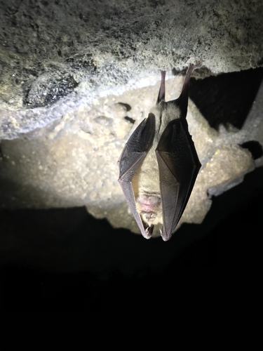 Greater Horseshoe Bat, Great Britain, Bristol, England, GB, photo 10 of 10