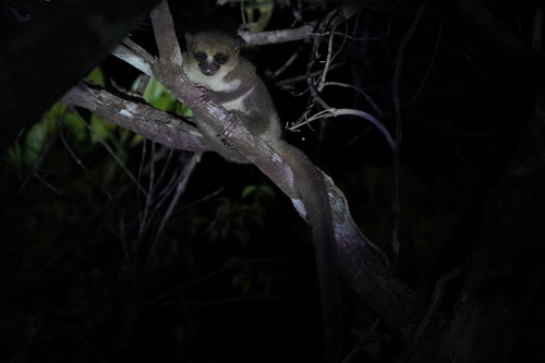 オオコビトキツネザル