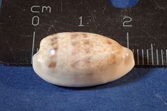 Blasicrura interrupta