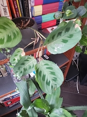 Maranta