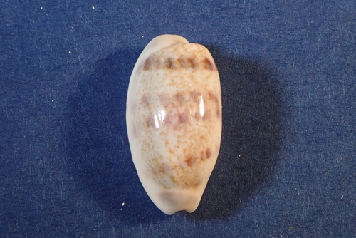 Blasicrura interrupta