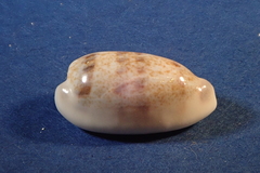 Blasicrura interrupta