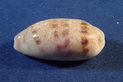 Blasicrura interrupta