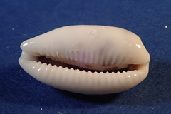 Blasicrura interrupta