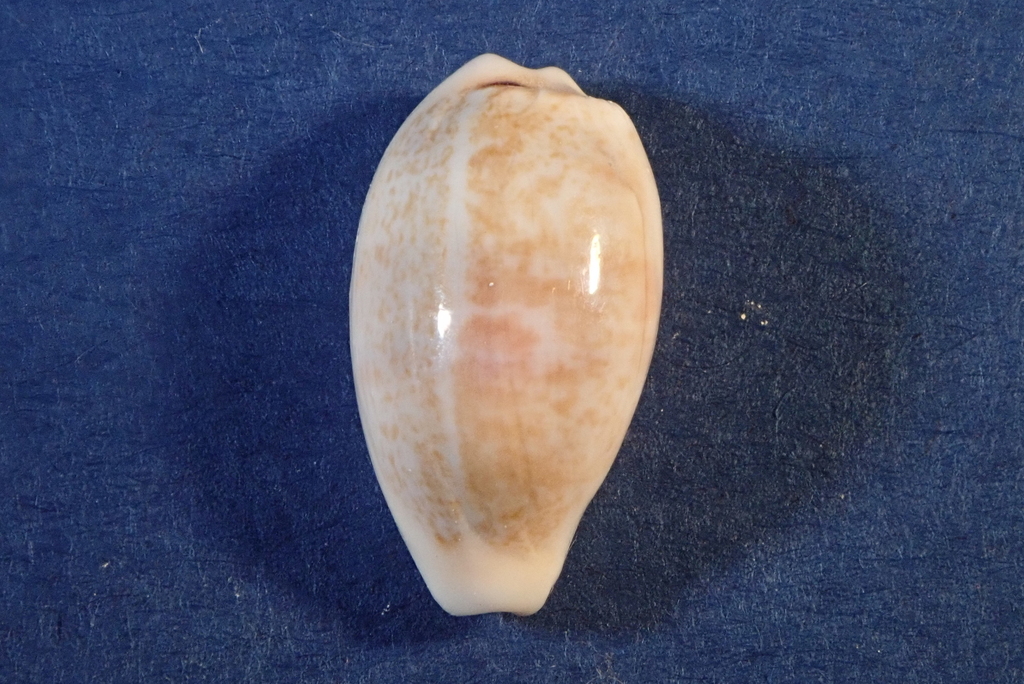 Eclogavena luchuana