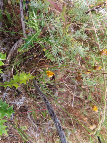 Leysera gnaphalodes, photograph 4