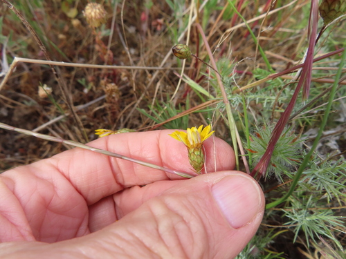 Leysera gnaphalodes, photograph 3