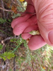 Leysera gnaphalodes, photograph (c) linkie, some rights reserved (CC BY)