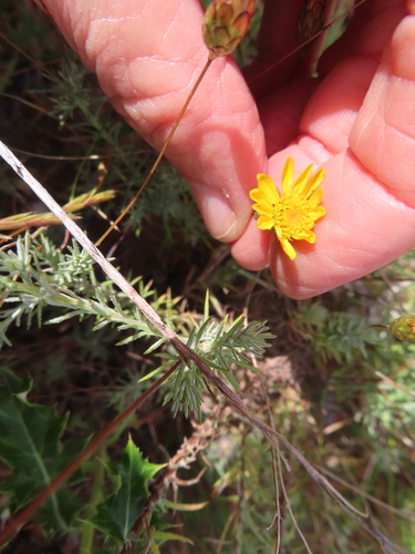 Leysera gnaphalodes, photograph 2