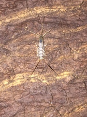 Ctenolepisma lineatum