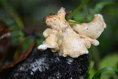 Pseudofavolus cucullatus