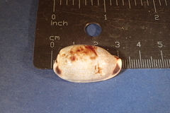 Erronea cylindrica