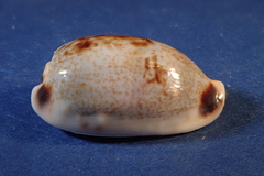 Erronea cylindrica