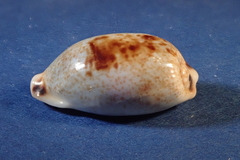 Erronea cylindrica