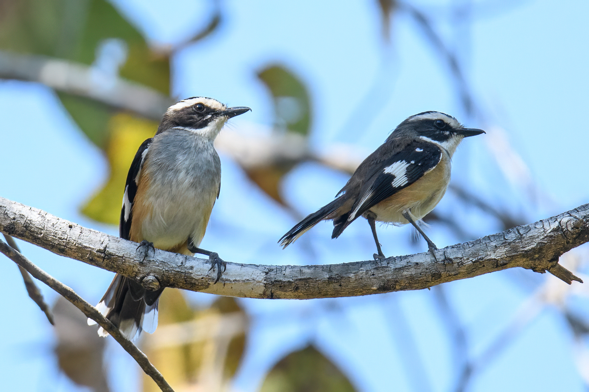 Buff-sided Robin (Poecilodryas cerviniventris), photo 2