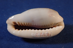 Erronea cylindrica