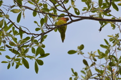 Psitteuteles versicolor
