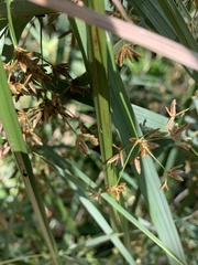 Cyperus sexangularis