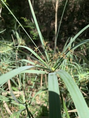 Cyperus sexangularis