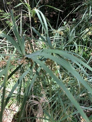 Cyperus sexangularis